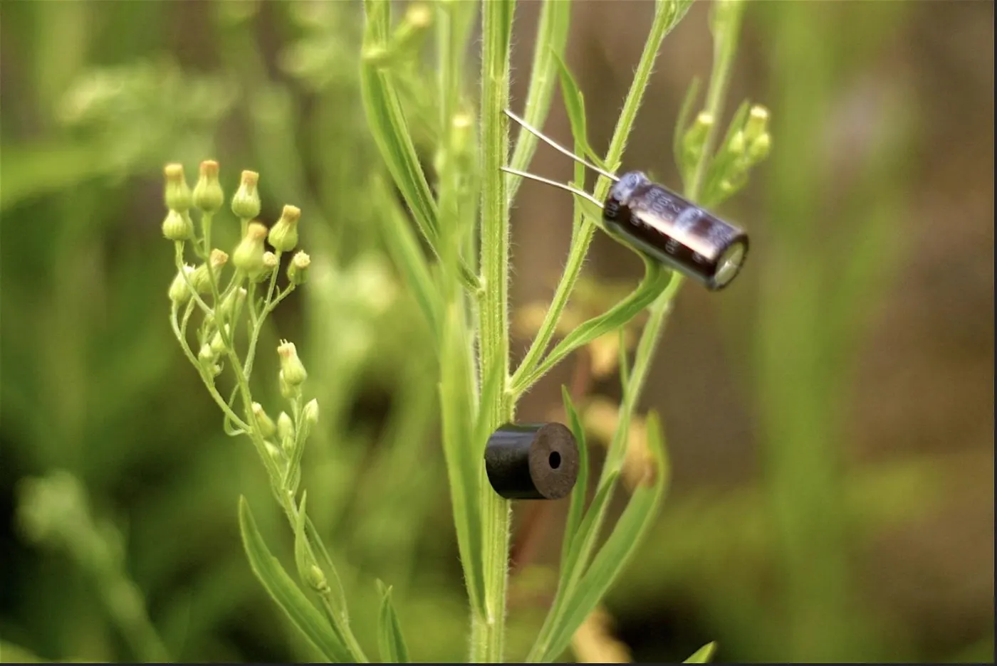 A small electronic device clipped to a plant stem, green macro photograph